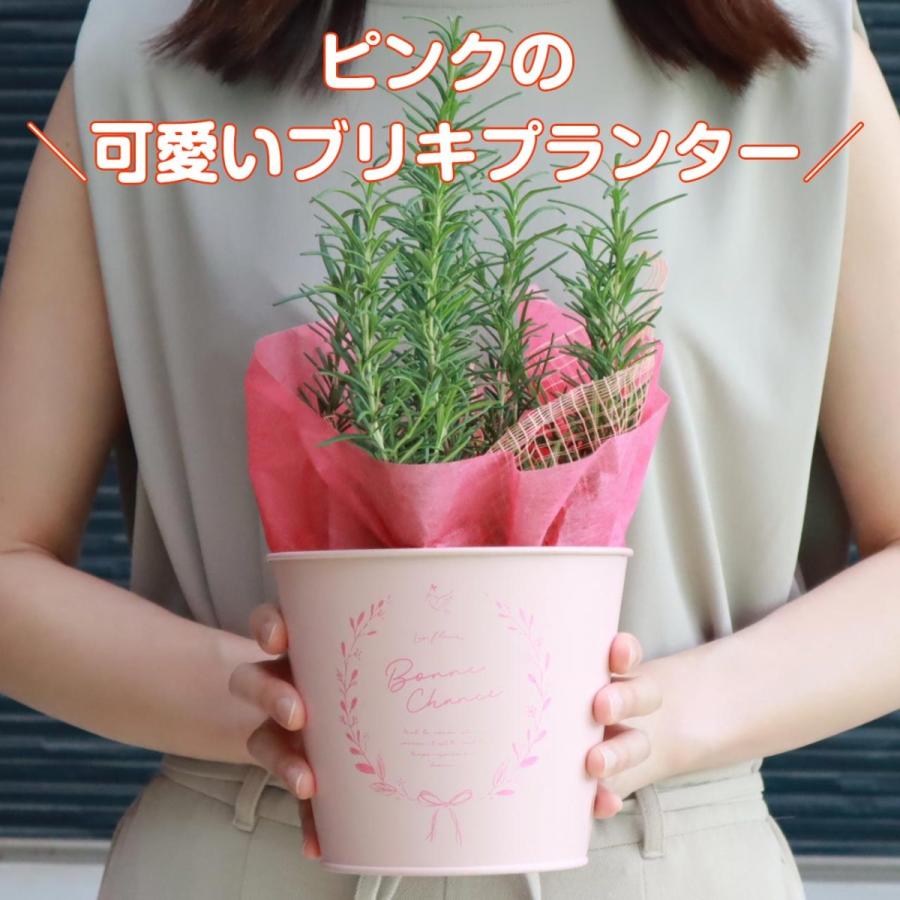 母の日 ギフト ハーブ 苗 ローズゼラニウム 大苗 花付き 可愛い プレゼント おしゃれ 送料無料 鉢植え 花束 花苗 義母 Keiro Day ハーブ苗のポタジェガーデン 通販 Yahoo ショッピング