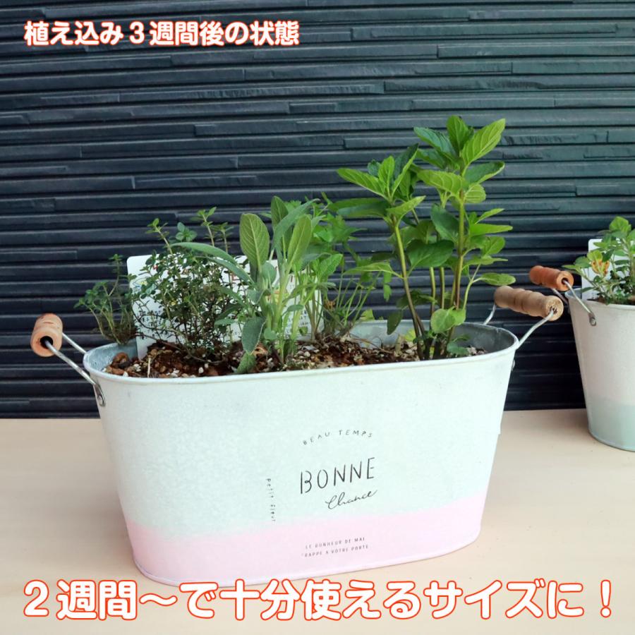 ハーブ 栽培キット パステルツートン ピンク 苗4個 種類 栽培 苗 種 寄せ植え 初心者 花 ハーブティー ハーブガーデン 送料無料 Kit 4650 A Pk ハーブ苗のポタジェガーデン 通販 Yahoo ショッピング
