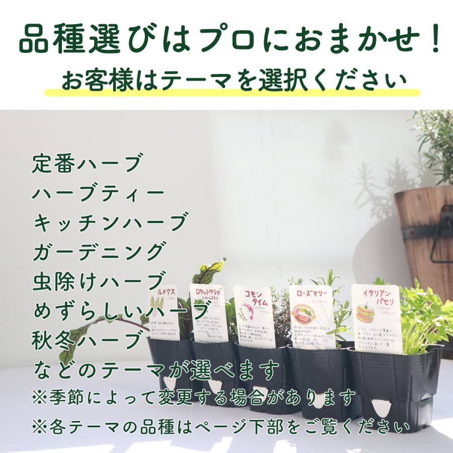 ハーブ 栽培キット ナチュラルウッド 四角 3個（種類 栽培 苗 種 寄せ