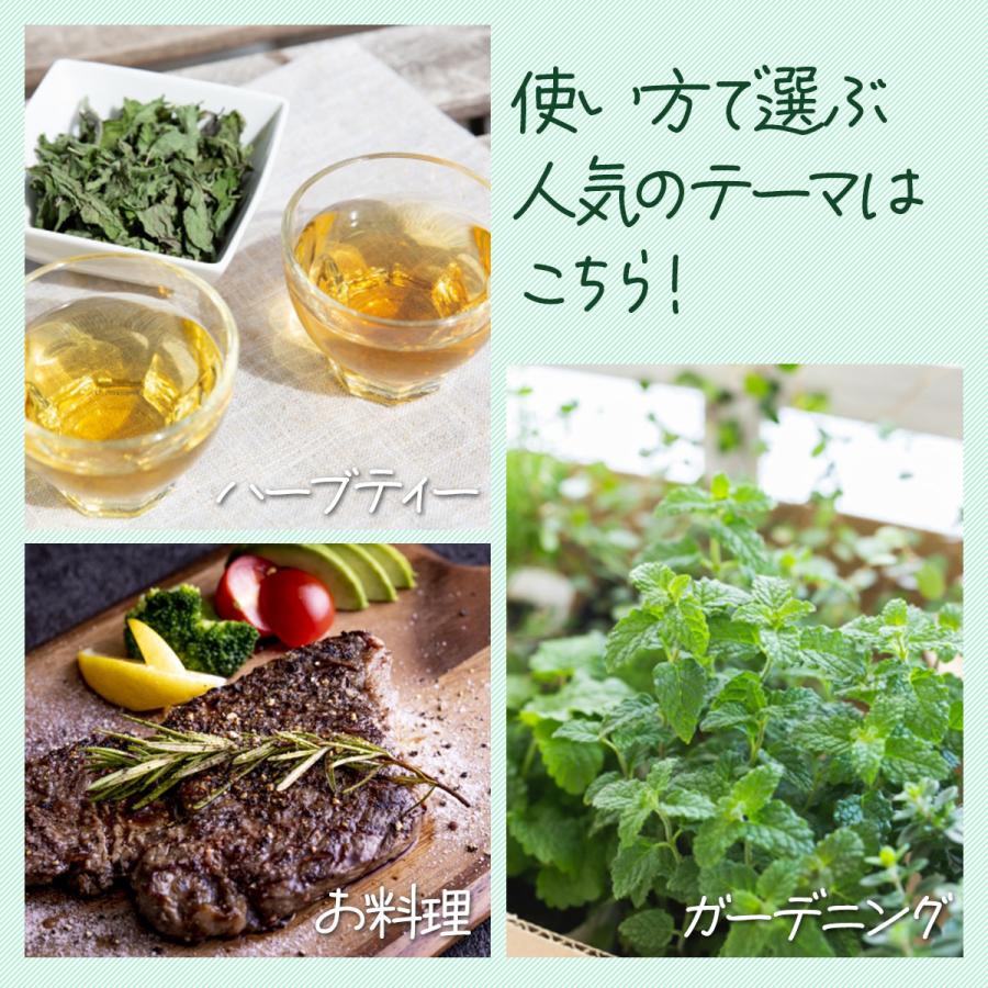 ハーブ 栽培キット ナチュラルウッド 四角 3個（種類 栽培 苗 種 寄せ