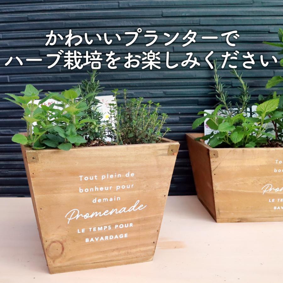ハーブ 栽培キット ナチュラルウッド 四角 3個（種類 栽培 苗 種 寄せ