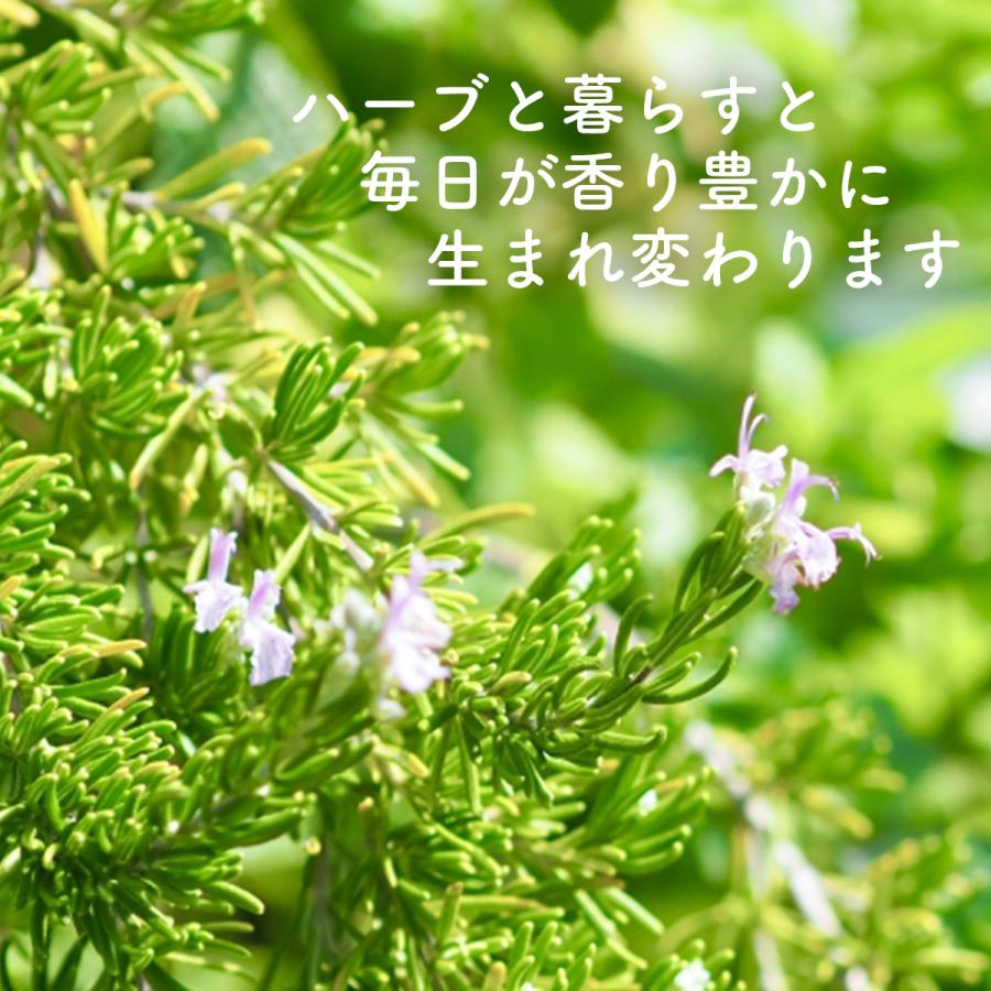 ハーブ 栽培キット ナチュラルウッド 四角 3個（種類 栽培 苗 種 寄せ