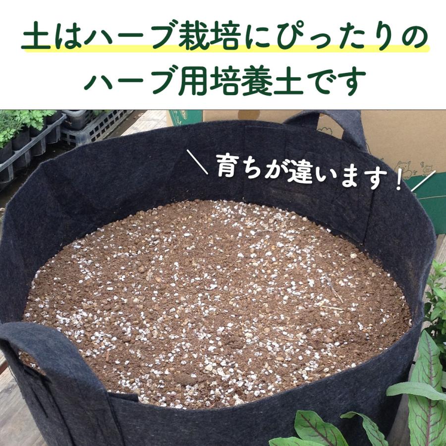 ハーブ 栽培キット ナチュラルウッド 四角 3個（種類 栽培 苗 種 寄せ