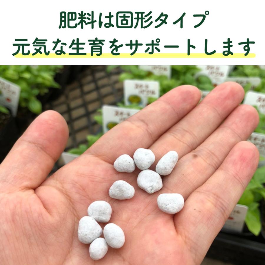 ハーブ 栽培キット ナチュラルウッド 四角 3個（種類 栽培 苗 種 寄せ