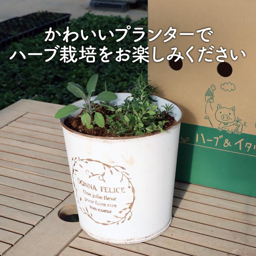 ハーブ 栽培キット 苗 セット 3個 ブリキプランター（種類 栽培 種