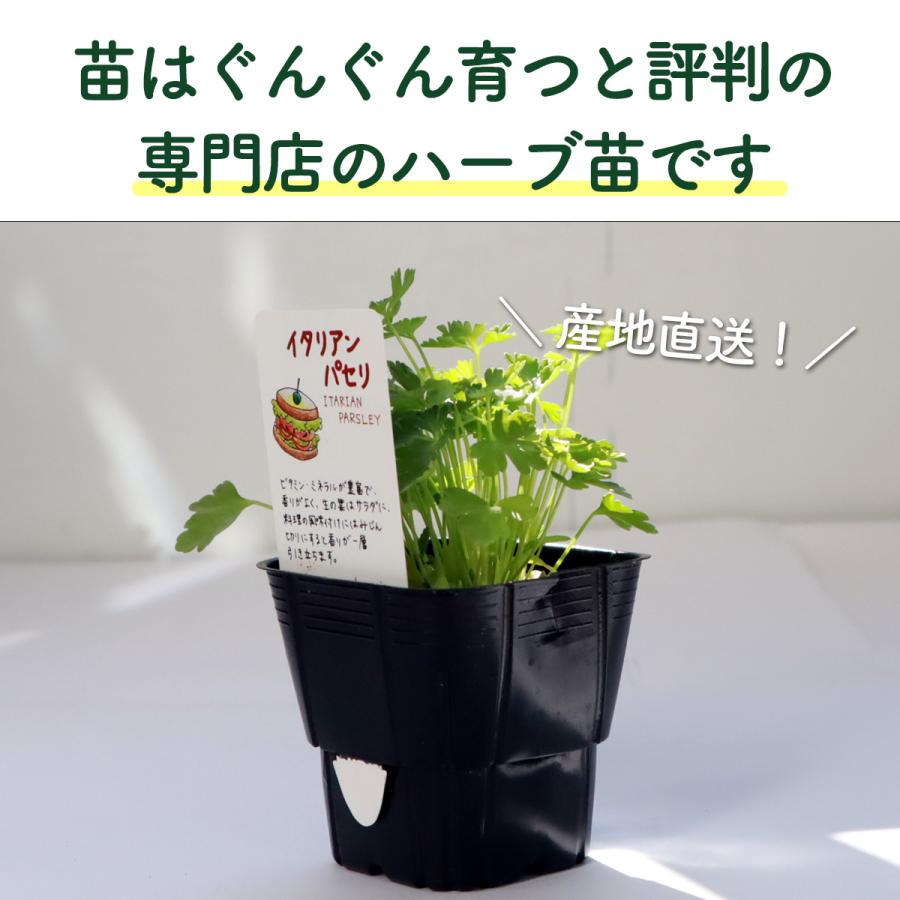 ハーブ 栽培キット 苗 セット 3個 ブリキプランター（種類 栽培 種