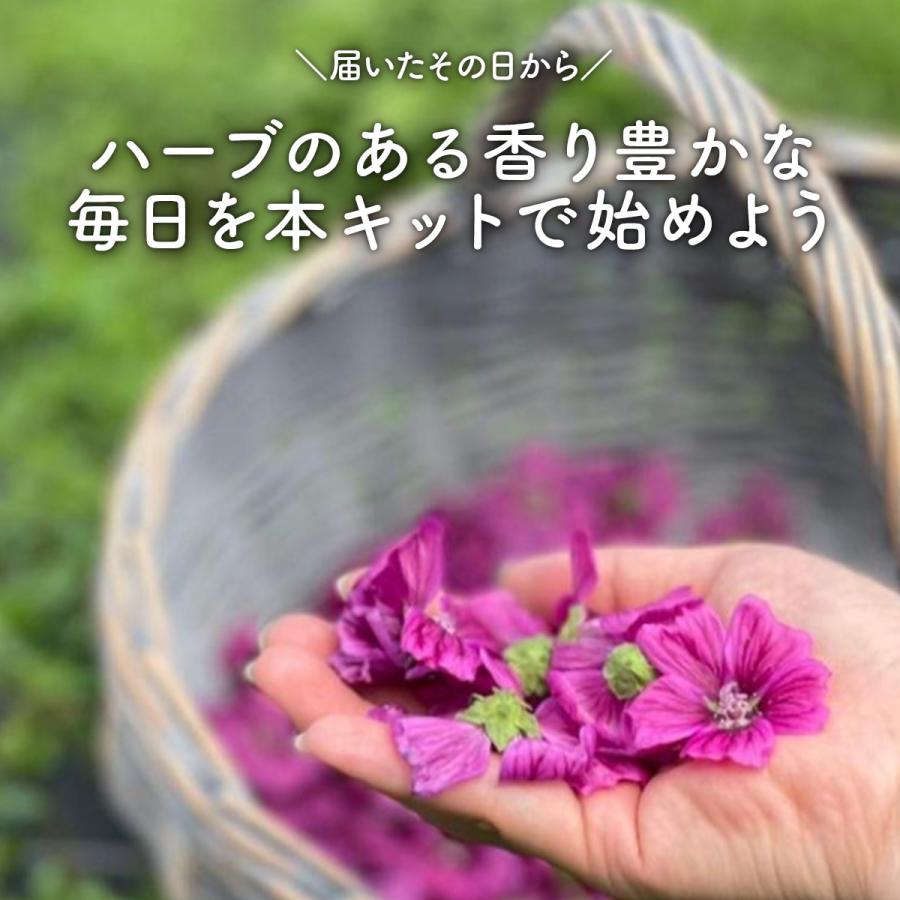 ハーブ 栽培キット 苗 セット 4個 ブリキプランター（種類 栽培 種