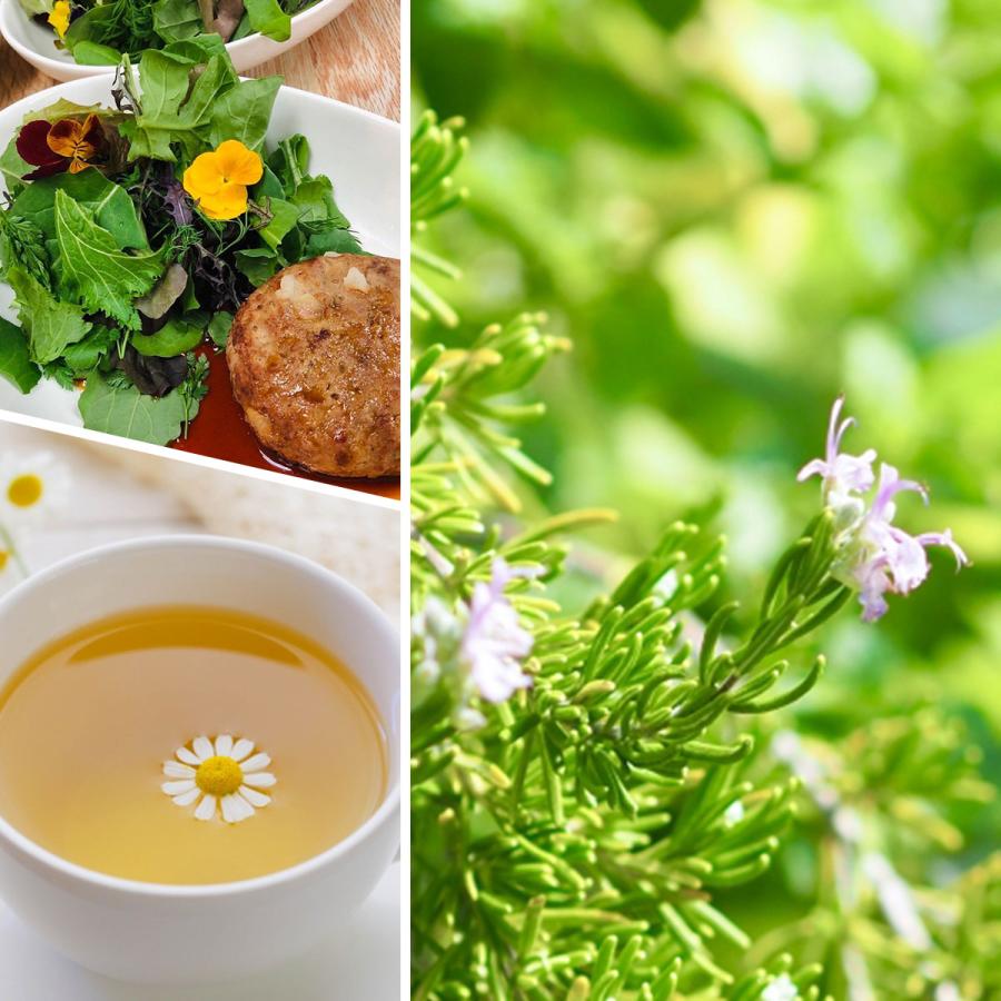 ハーブ 栽培キット 苗 セット 4個 ブリキプランター（種類 栽培 種