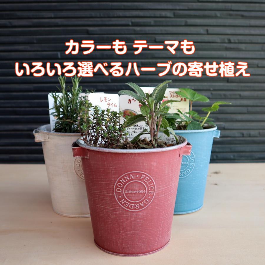 ハーブ 寄せ植え Donna S 赤 苗2個 育てる 使う テーマ で選ぶ セット ブリキ ハーブティー 観葉植物 送料無料 花苗 苗木 家庭菜園 鉢植え Kit Donna 3844 ハーブ苗のポタジェガーデン 通販 Yahoo ショッピング