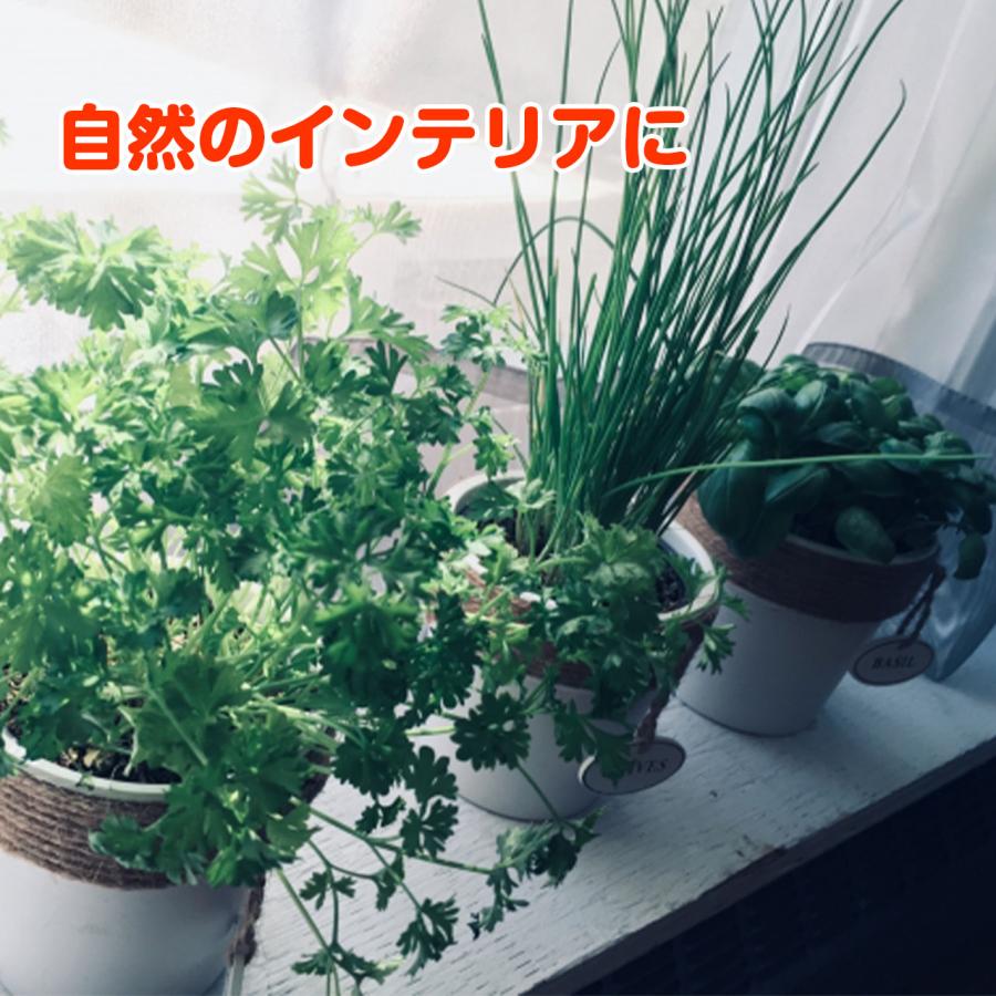 ハーブ 寄せ植え Donna S 赤 苗2個 育てる 使う テーマ で選ぶ セット ブリキ ハーブティー 観葉植物 送料無料 花苗 苗木 家庭菜園 鉢植え Kit Donna 3844 ハーブ苗のポタジェガーデン 通販 Yahoo ショッピング