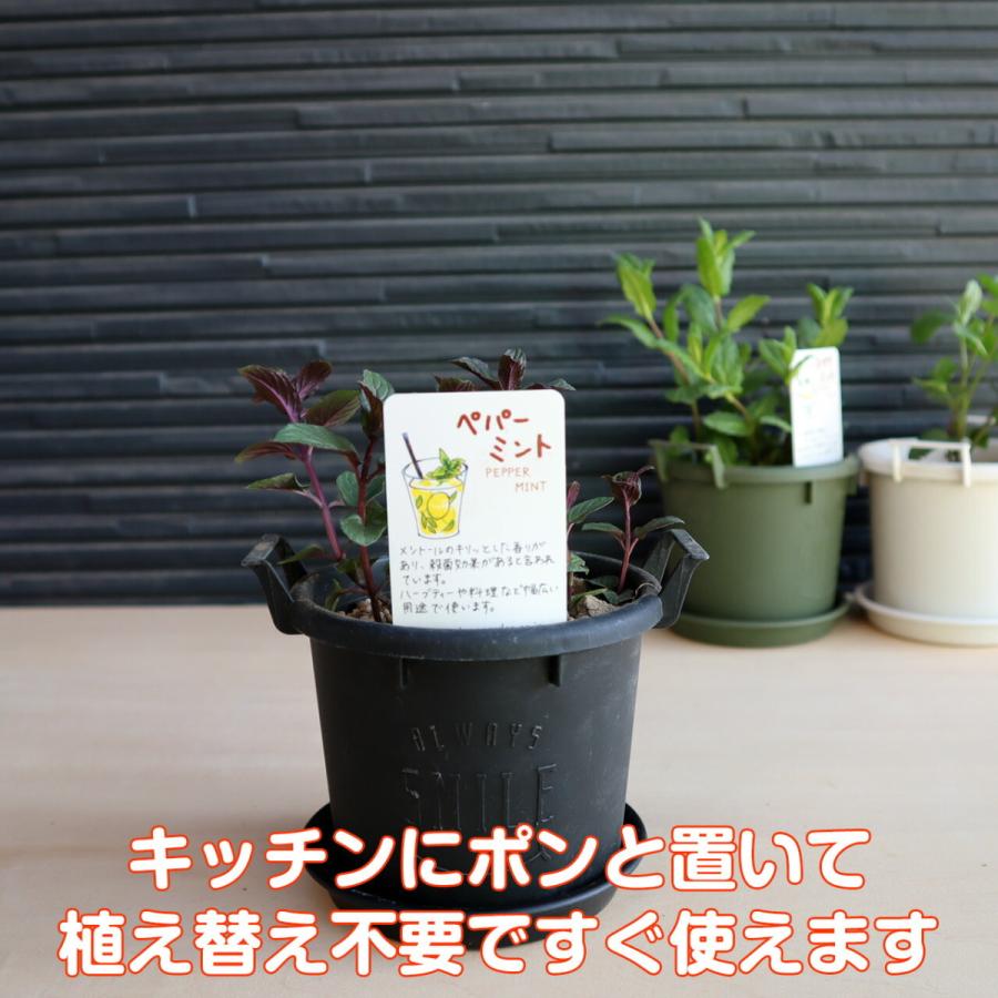 ハーブ ペパーミント 苗 セット プラ製プランター かわいい 寄せ植え ハーブティー 送料無料 土 観葉植物 ハーブガーデン 家庭菜園 鉢植え 使い勝手の良い 女子力