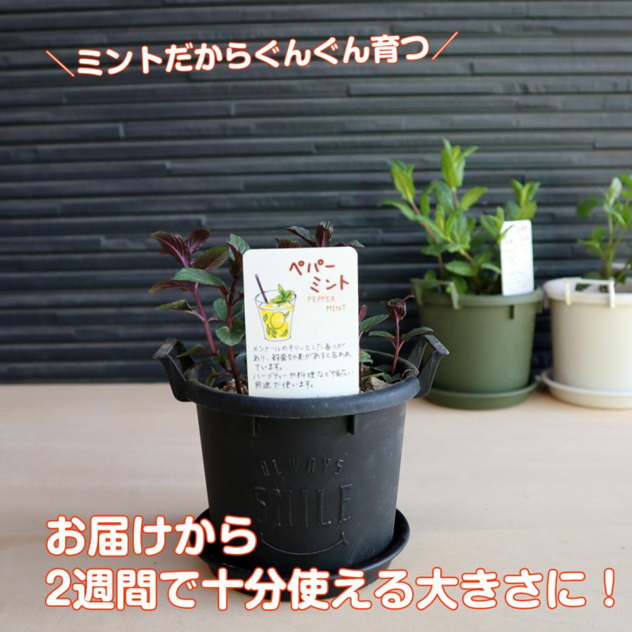 ハーブ ペパーミント 苗 セット プラ製プランター 寄せ植え ハーブティー ハーブガーデン 観葉植物 送料無料 家庭菜園 女子力 鉢植え 土 Kit Grow12 Bl ハーブ苗のポタジェガーデン 通販 Yahoo ショッピング