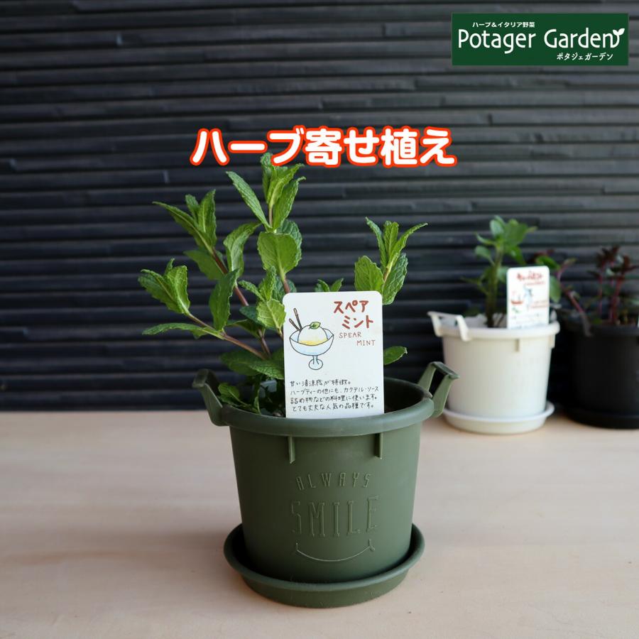 ハーブ スペアミント 苗 セット プラ製プランター かわいい 寄せ植え ハーブティー ハーブガーデン 送料無料 家庭菜園 女子力 鉢植え 土 Kit Grow12 Gr ハーブ苗のポタジェガーデン 通販 Yahoo ショッピング