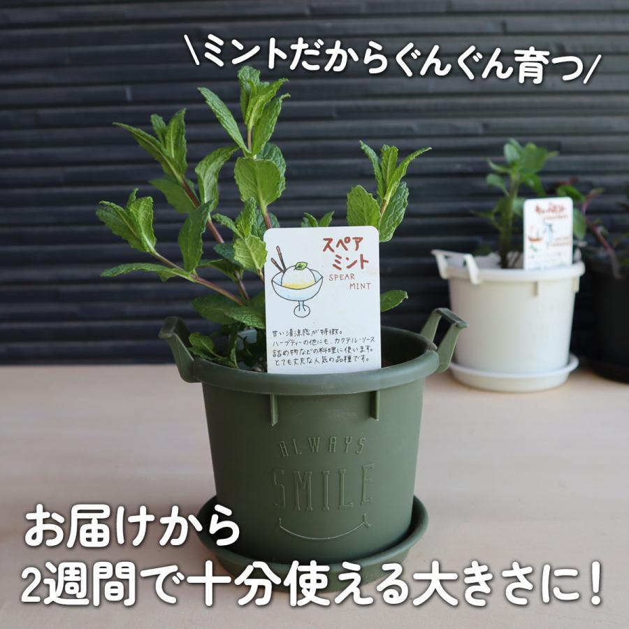 ハーブ ミント 苗 3種（セット プラ製プランター かわいい 寄せ植え ハーブティー ハーブガーデン 観葉植物 送料無料 家庭菜園 女子力 鉢植え 土）