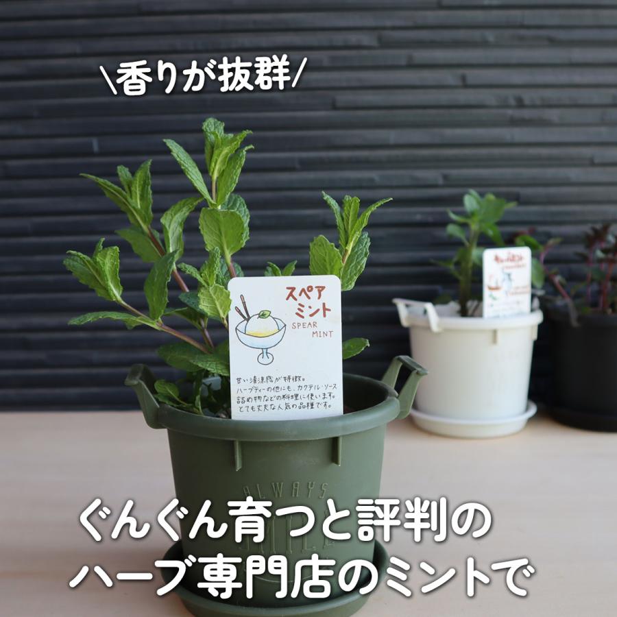 ハーブ ミント 苗 3種（セット プラ製プランター かわいい 寄せ植え