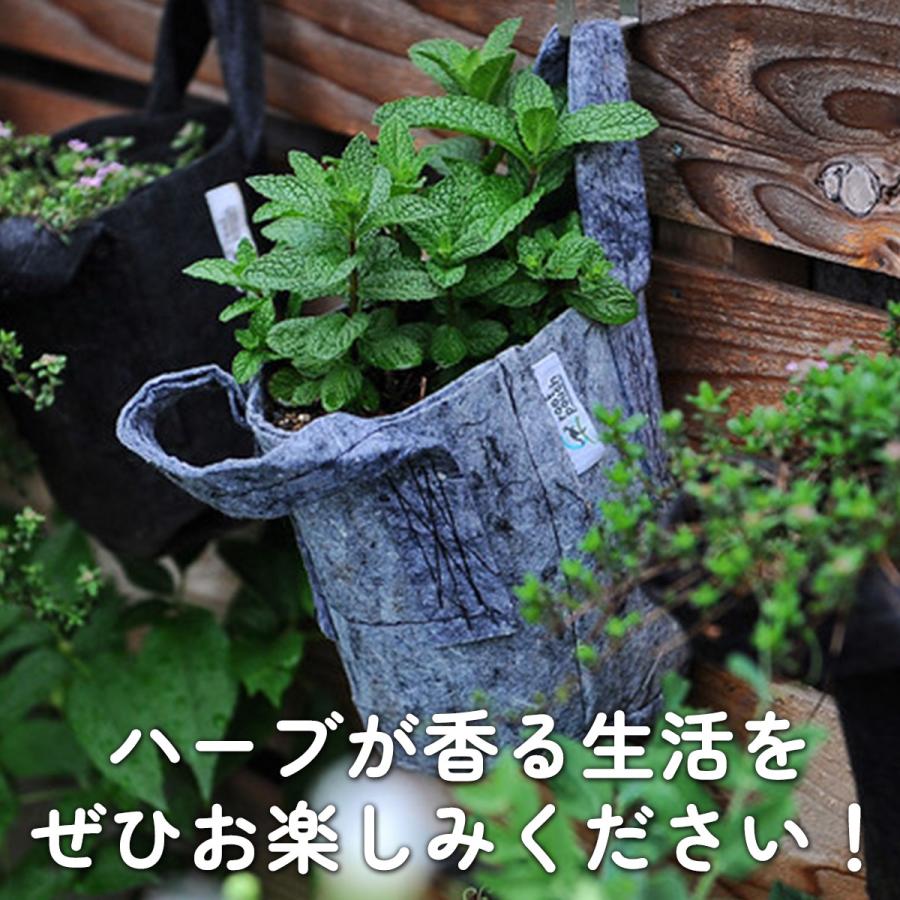 ハーブ ミント 苗 3種（セット プラ製プランター かわいい 寄せ植え