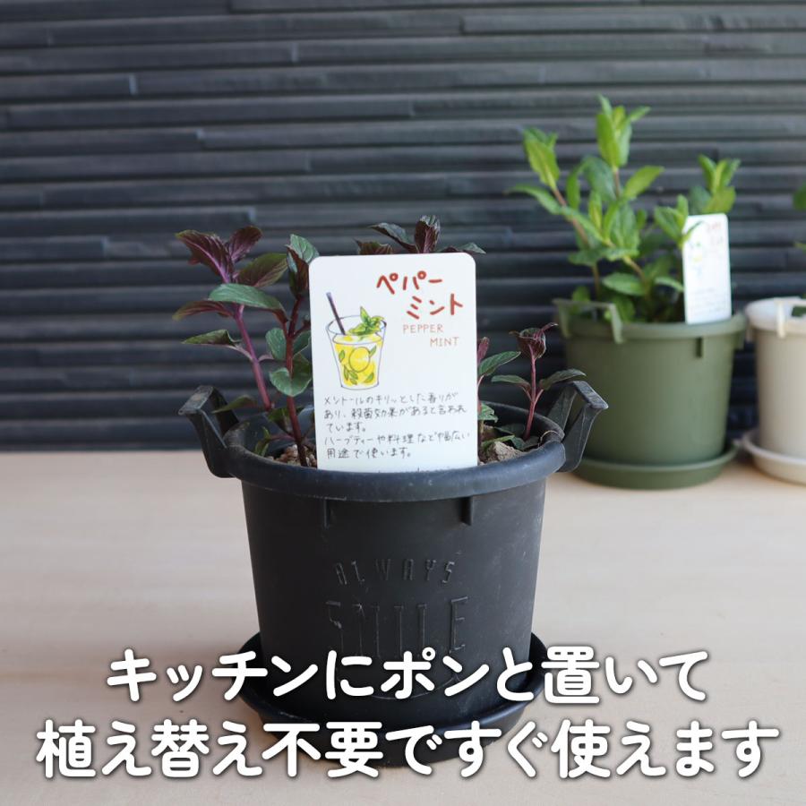 ハーブ ミント 苗 3種（セット プラ製プランター かわいい 寄せ植え ハーブティー ハーブガーデン 観葉植物 送料無料 家庭菜園 女子力 鉢植え 土）｜potager｜02