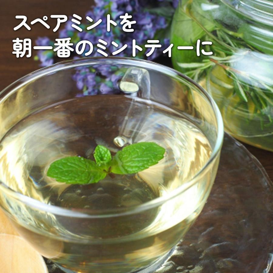 ハーブ ミント 苗 3種（セット プラ製プランター かわいい 寄せ植え