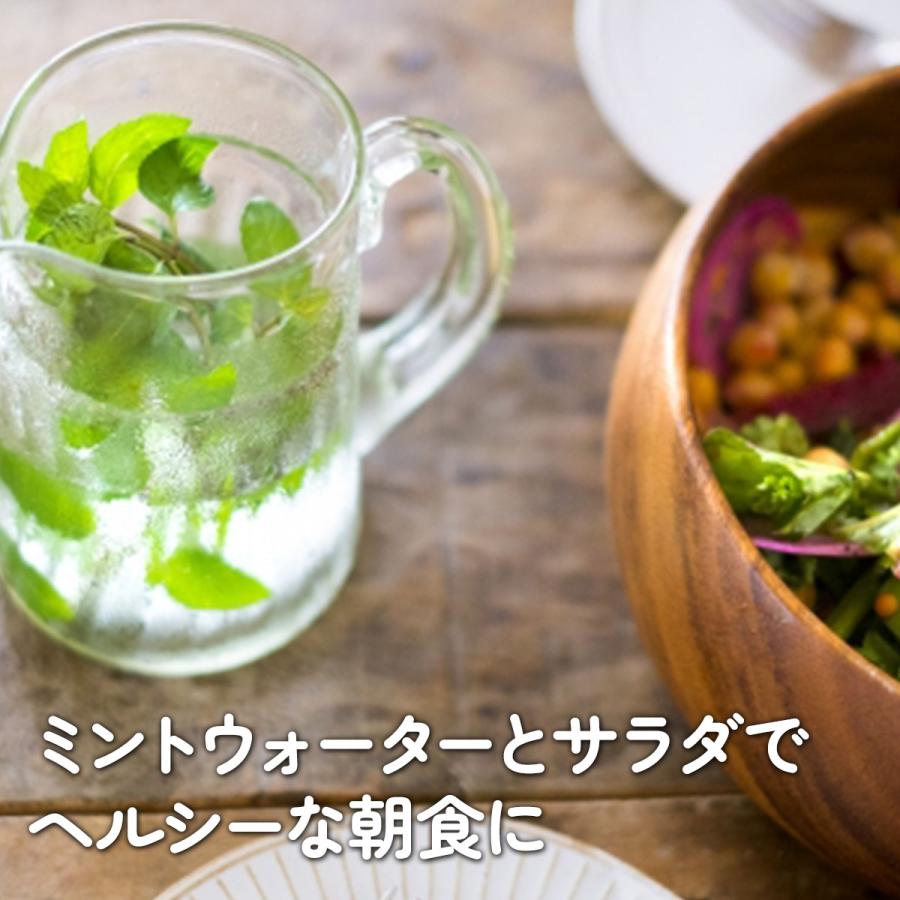 ハーブ ミント 苗 3種（セット プラ製プランター かわいい 寄せ植え