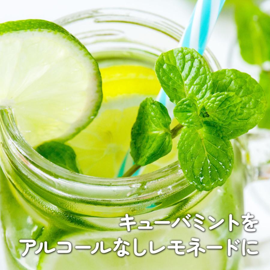 ハーブ ミント 苗 3種（セット プラ製プランター かわいい 寄せ植え