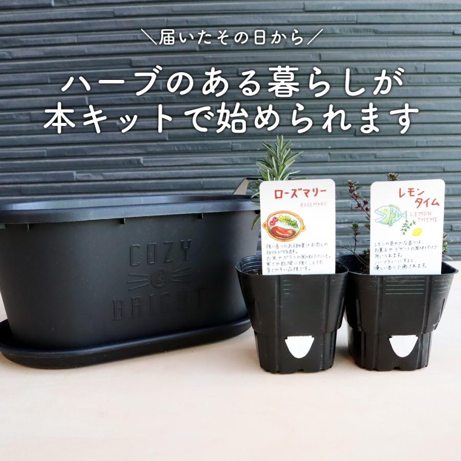 ハーブ 栽培キット グロウコンテナ18 苗2個（種類 栽培 苗 種 寄せ植え
