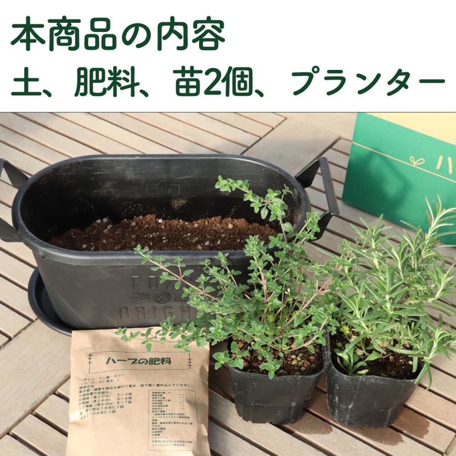 ハーブ 栽培キット グロウコンテナ18 苗2個（種類 栽培 苗 種 寄せ植え