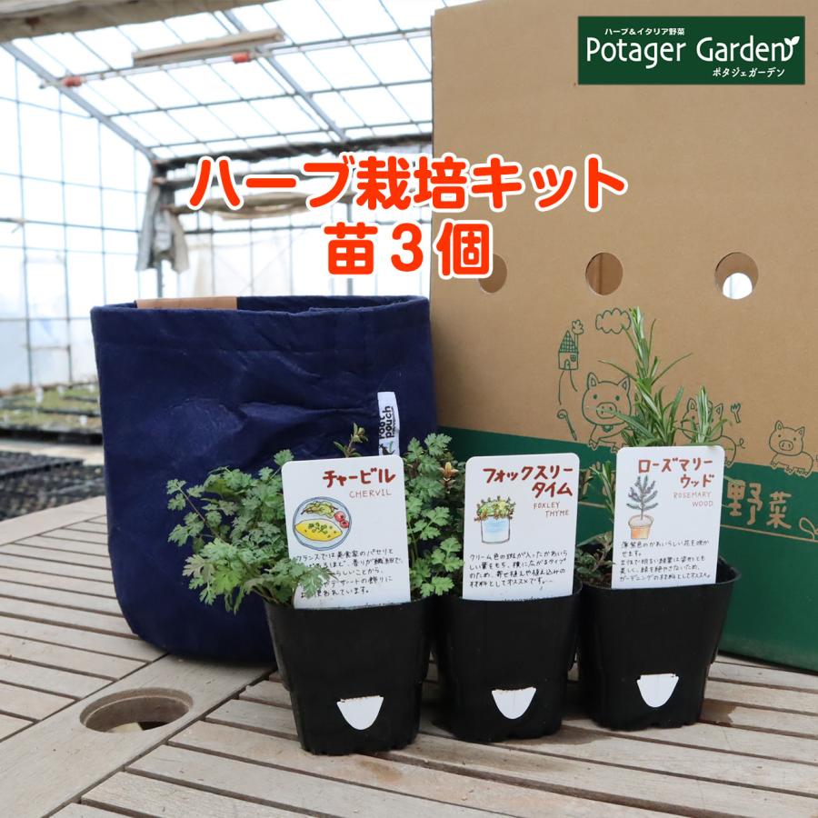 ハーブ 栽培キット ルートポーチ 紺 苗2個 苗 セット プランター かわいい 寄せ植え 観葉植物 送料無料 バジル ローズマリー ミント 花苗 苗木 家庭菜園 土 Kit Rp Bn900 01 ハーブ苗のポタジェガーデン 通販 Yahoo ショッピング