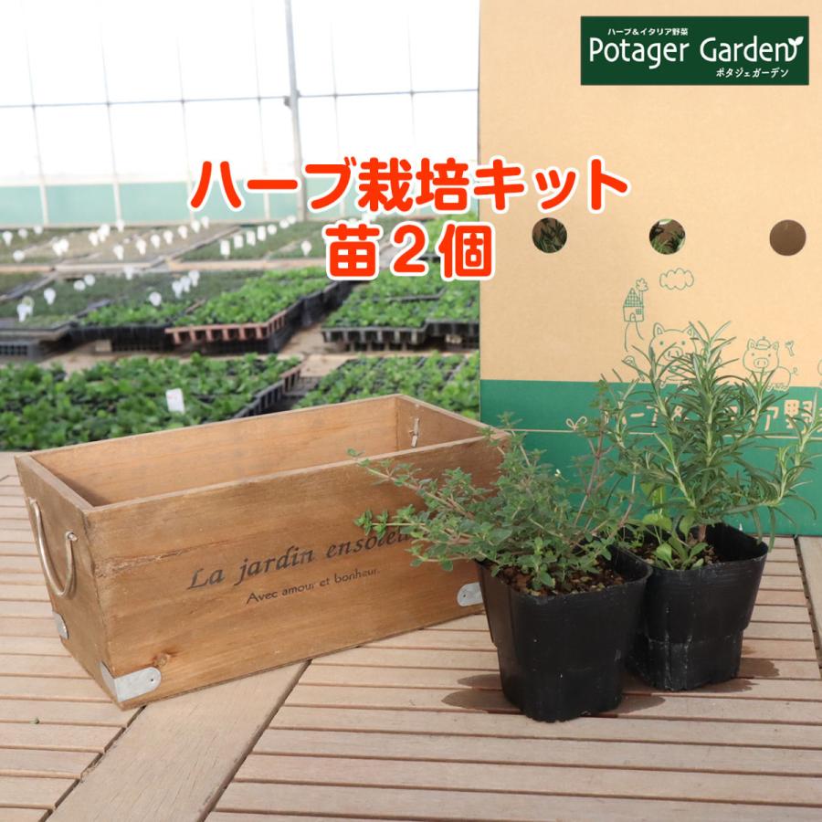 ハーブ 栽培キット 木製プランター 苗2個 種類 栽培 苗 種 寄せ植え 初心者 花 ハーブティー ハーブガーデン 送料無料 Kit Wd 13r ハーブ苗のポタジェガーデン 通販 Yahoo ショッピング