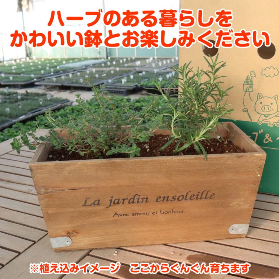 ハーブ 栽培キット 木製プランター 苗2個 種類 栽培 苗 種 寄せ植え 初心者 花 ハーブティー ハーブガーデン 送料無料 Kit Wd 13r ハーブ苗のポタジェガーデン 通販 Yahoo ショッピング