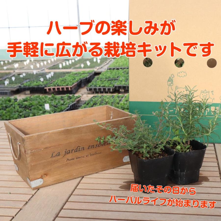 ハーブ 栽培キット 木製プランター 苗2個 種類 栽培 苗 種 寄せ植え 初心者 花 ハーブティー ハーブガーデン 送料無料 Kit Wd 13r ハーブ苗のポタジェガーデン 通販 Yahoo ショッピング