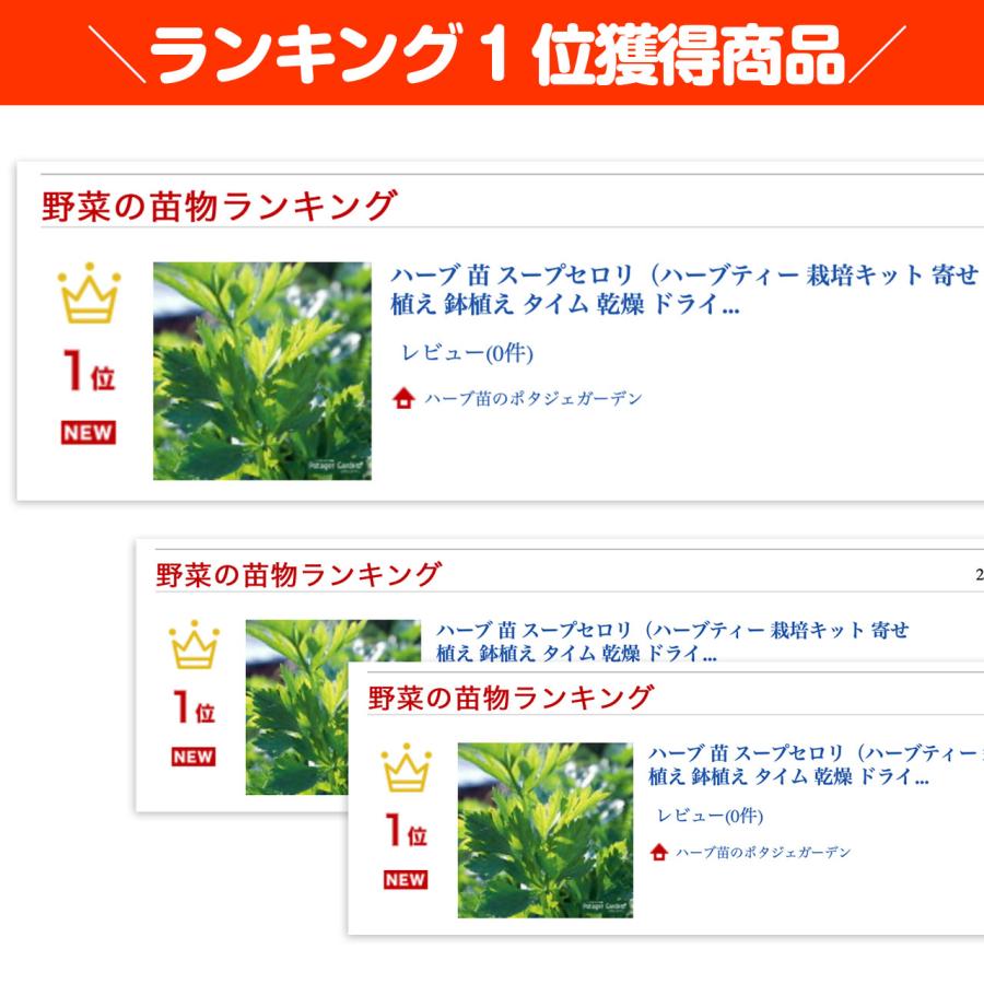 ハーブ 苗 スープセロリ（種類 栽培 ハーブガーデン ハーブティー 花 ガーデニング 栽培キット） |  | 01