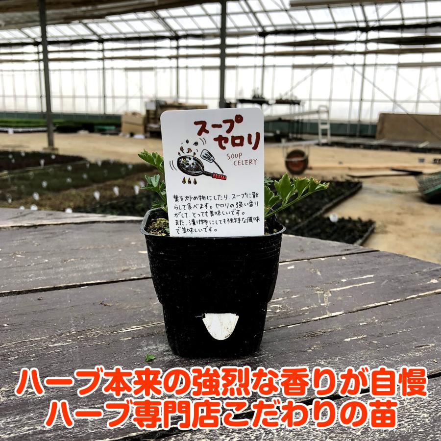 ハーブ 苗 スープセロリ（種類 栽培 ハーブガーデン ハーブティー 花 ガーデニング 栽培キット） |  | 02
