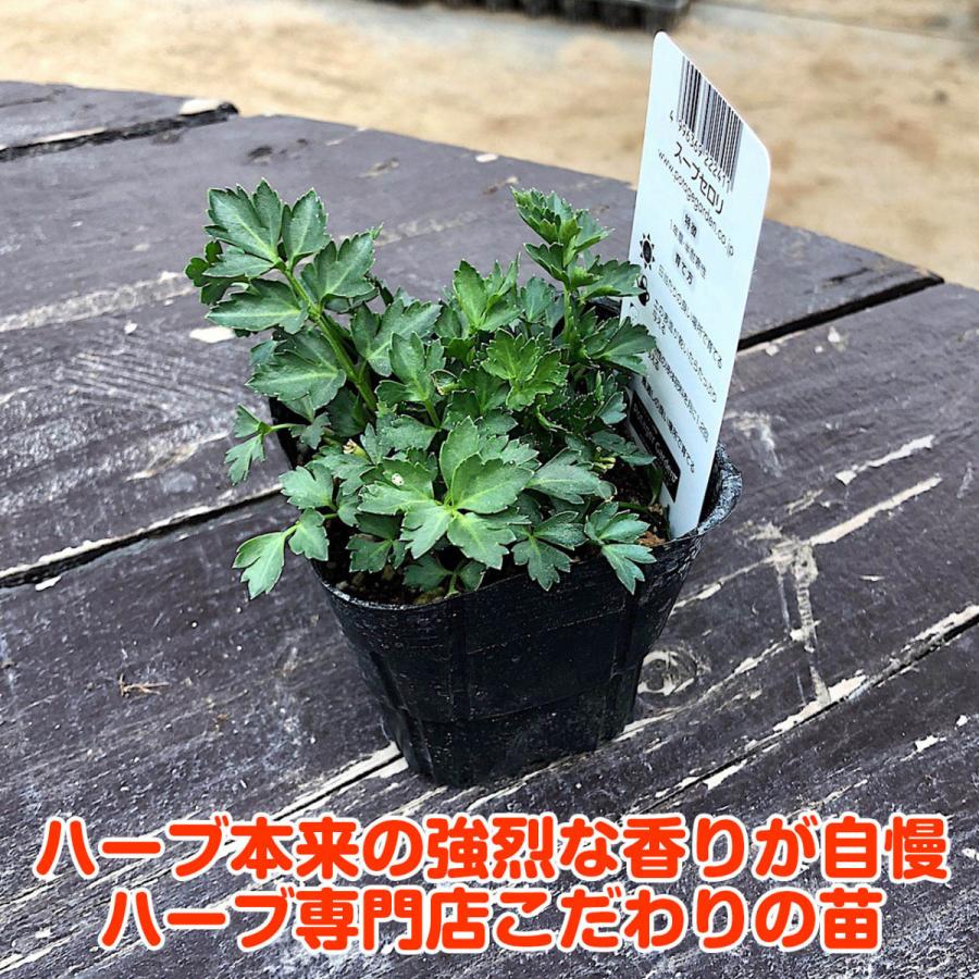 ハーブ 苗 スープセロリ 種類 栽培 花 今季も再入荷 ガーデニング 栽培キット ハーブガーデン ハーブティー