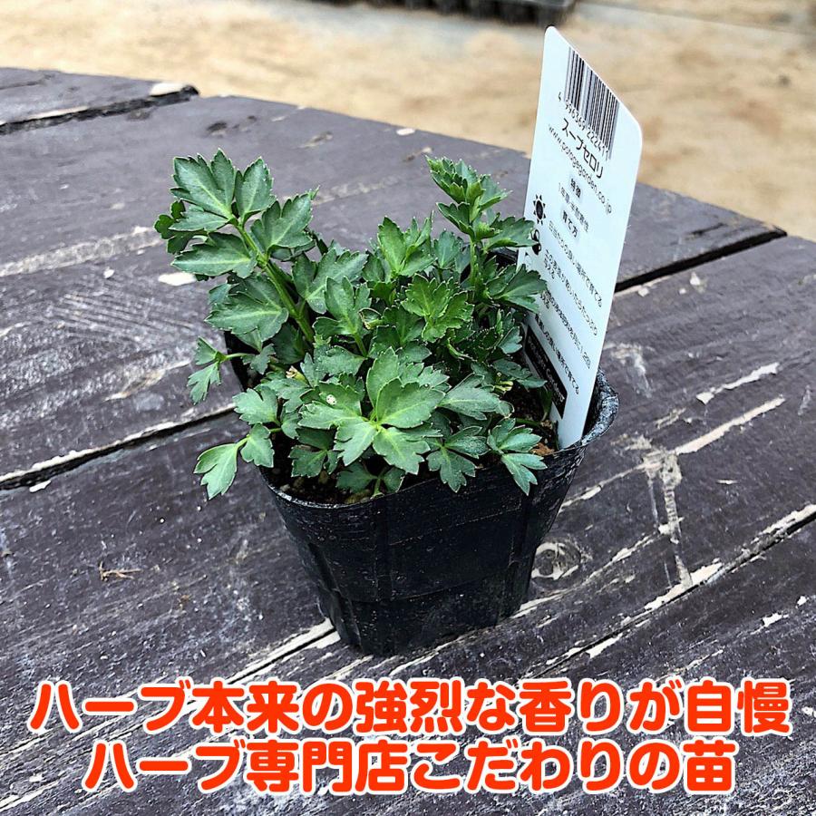 ハーブ 苗 スープセロリ（種類 栽培 ハーブガーデン ハーブティー 花 ガーデニング 栽培キット） |  | 03