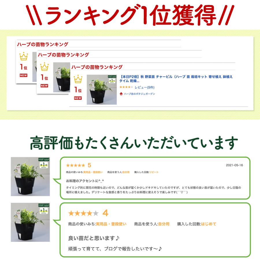 ハーブ 苗 チャービル（セルフィーユ 種類 栽培 ハーブガーデン ハーブティー 花 ガーデニング 栽培キット） |  | 10
