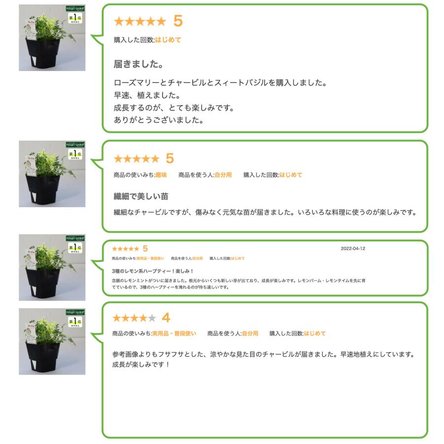 ハーブ 苗 チャービル（セルフィーユ 種類 栽培 ハーブガーデン ハーブティー 花 ガーデニング 栽培キット） |  | 11