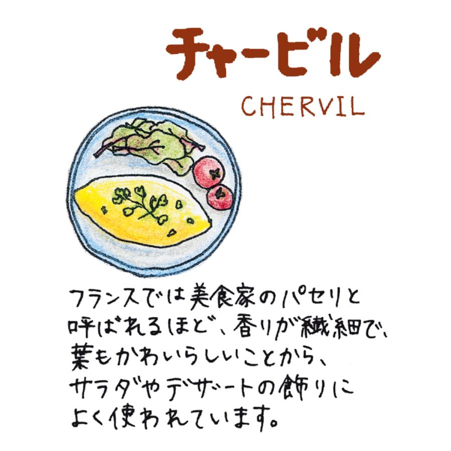 ハーブ 苗 チャービル（セルフィーユ 種類 栽培 ハーブガーデン ハーブティー 花 ガーデニング 栽培キット） |  | 01