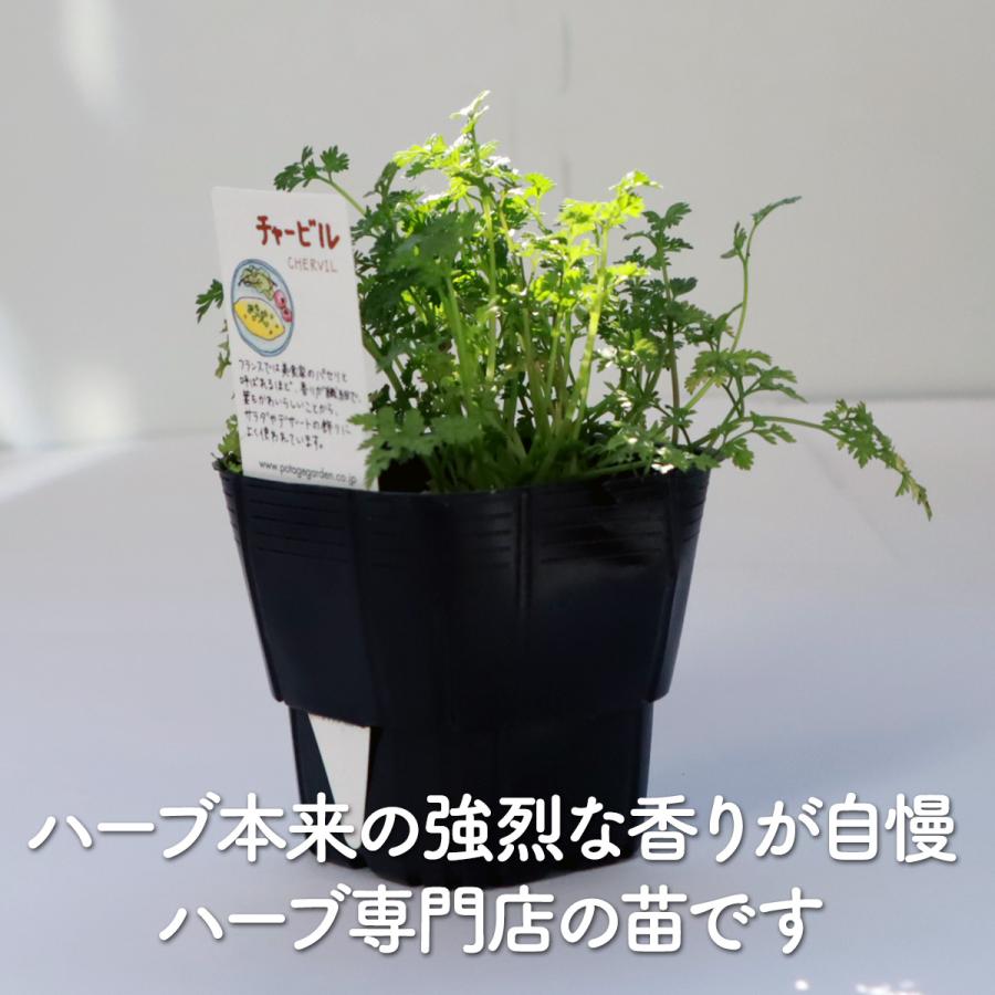 ハーブ 苗 チャービル（セルフィーユ 種類 栽培 ハーブガーデン ハーブティー 花 ガーデニング 栽培キット） |  | 02