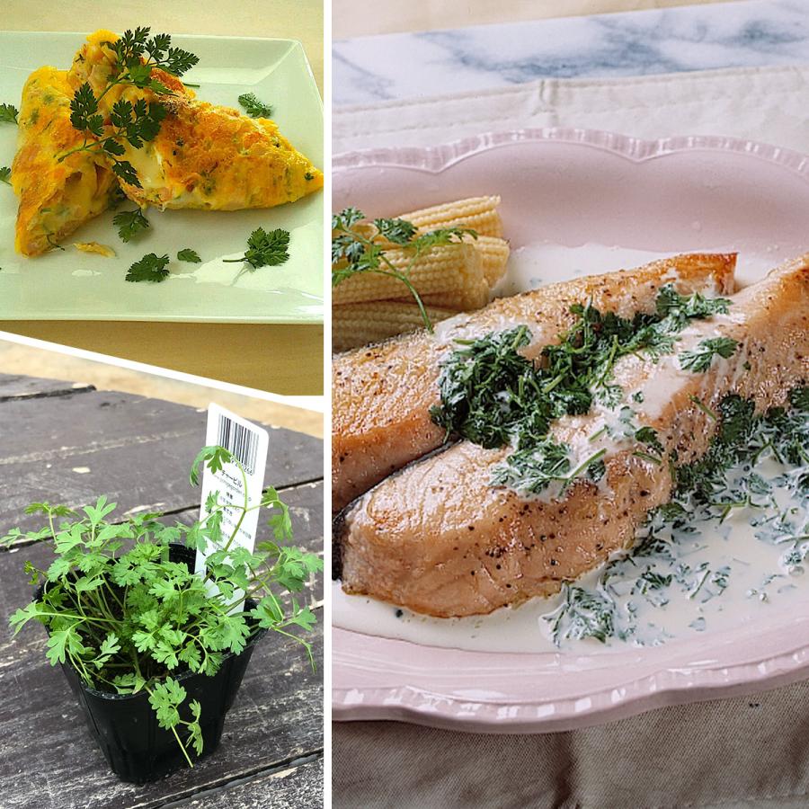 ハーブ 苗 チャービル（セルフィーユ 種類 栽培 ハーブガーデン ハーブティー 花 ガーデニング 栽培キット） |  | 04