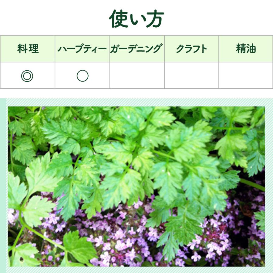 ハーブ 苗 チャービル（セルフィーユ 種類 栽培 ハーブガーデン ハーブティー 花 ガーデニング 栽培キット） |  | 06