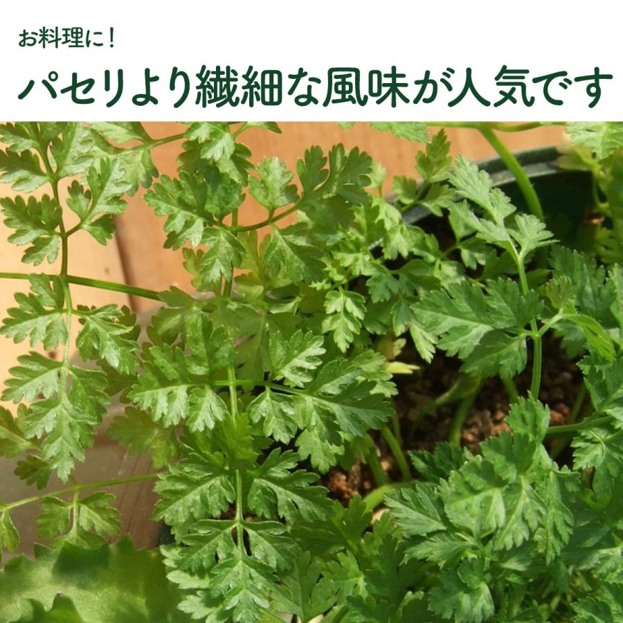 ハーブ 苗 チャービル（セルフィーユ 種類 栽培 ハーブガーデン ハーブティー 花 ガーデニング 栽培キット） |  | 07