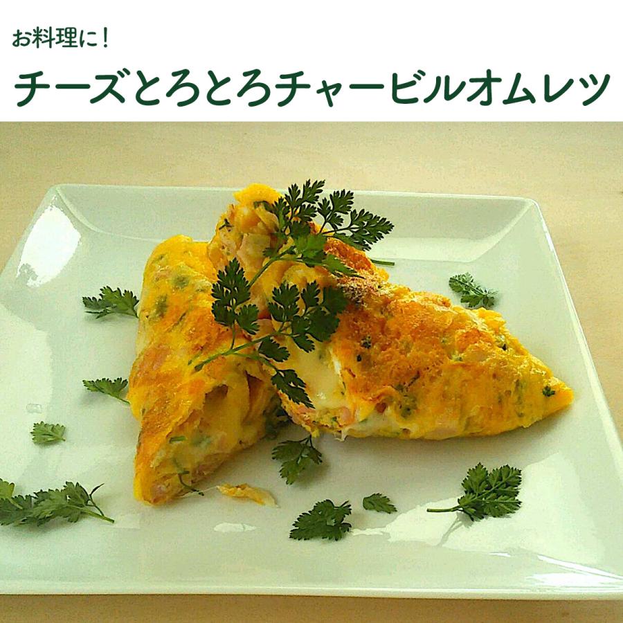 ハーブ 苗 チャービル（セルフィーユ 種類 栽培 ハーブガーデン ハーブティー 花 ガーデニング 栽培キット） |  | 08