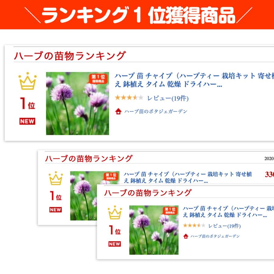 ハーブ 苗 チャイブ（シブレット 種類 栽培 ハーブガーデン ハーブティー 花 ガーデニング 栽培キット） |  | 01
