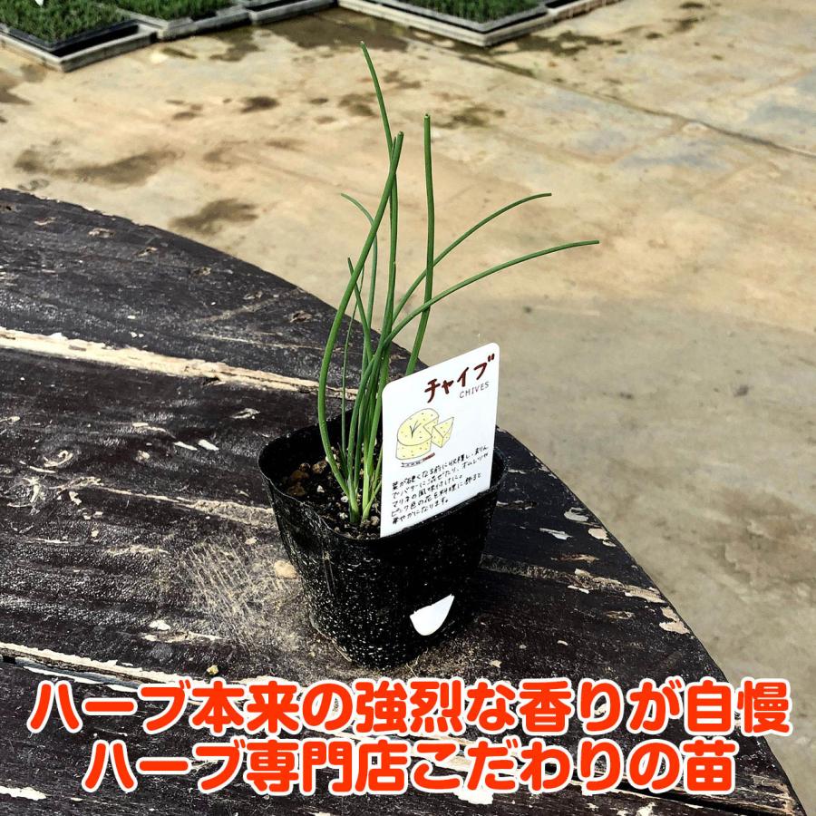 ハーブ 苗 チャイブ（シブレット 種類 栽培 ハーブガーデン ハーブティー 花 ガーデニング 栽培キット） |  | 02