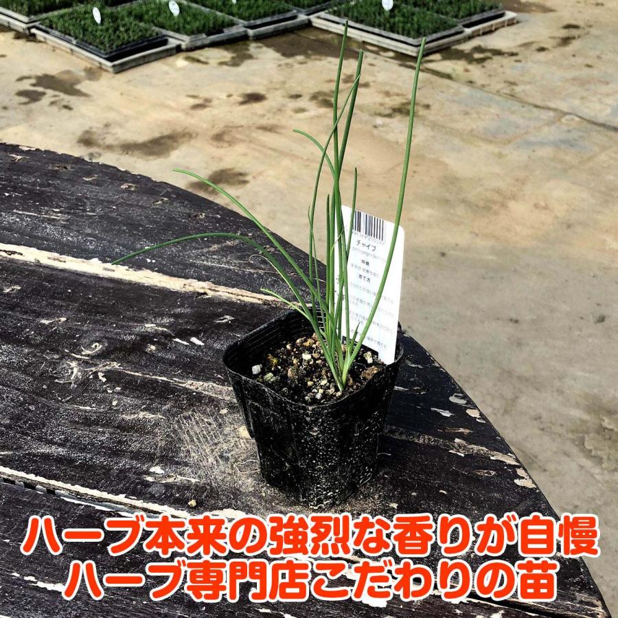 ハーブ 苗 チャイブ（シブレット 種類 栽培 ハーブガーデン ハーブティー 花 ガーデニング 栽培キット） |  | 03