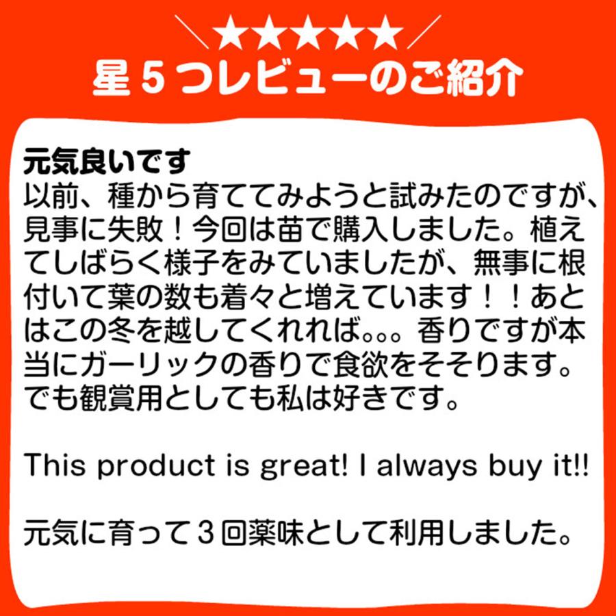 ハーブ 苗 チャイブ（シブレット 種類 栽培 ハーブガーデン ハーブティー 花 ガーデニング 栽培キット） |  | 04