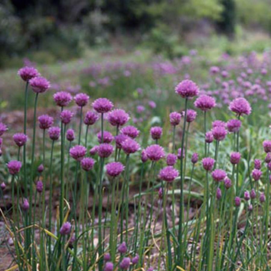 ハーブ 苗 チャイブ（シブレット 種類 栽培 ハーブガーデン ハーブティー 花 ガーデニング 栽培キット） |  | 05