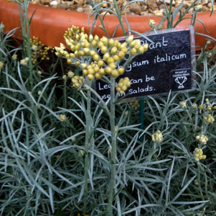 ハーブ 苗 カレープラント 種類 栽培 ハーブガーデン ハーブティー 花 ガーデニング 栽培キット Kitchen Curry ハーブ苗のポタジェガーデン 通販 Yahoo ショッピング