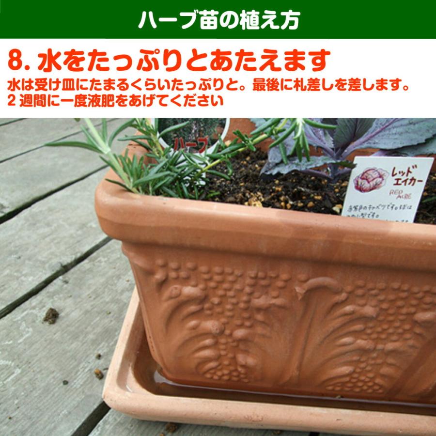 ハーブ 苗 ディル 種類 栽培 ハーブガーデン ハーブティー 花 ガーデニング 栽培キット Kitchen Dill ハーブ苗のポタジェガーデン 通販 Yahoo ショッピング