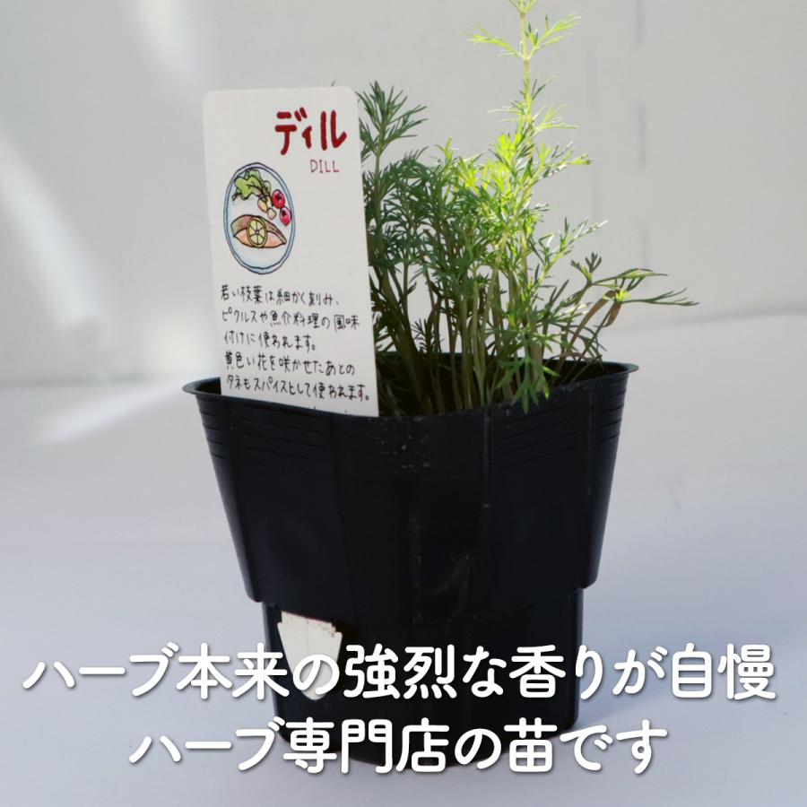 ハーブ 苗 ディル（種類 栽培 ハーブガーデン ハーブティー 花 ガーデニング 栽培キット） |  | 02